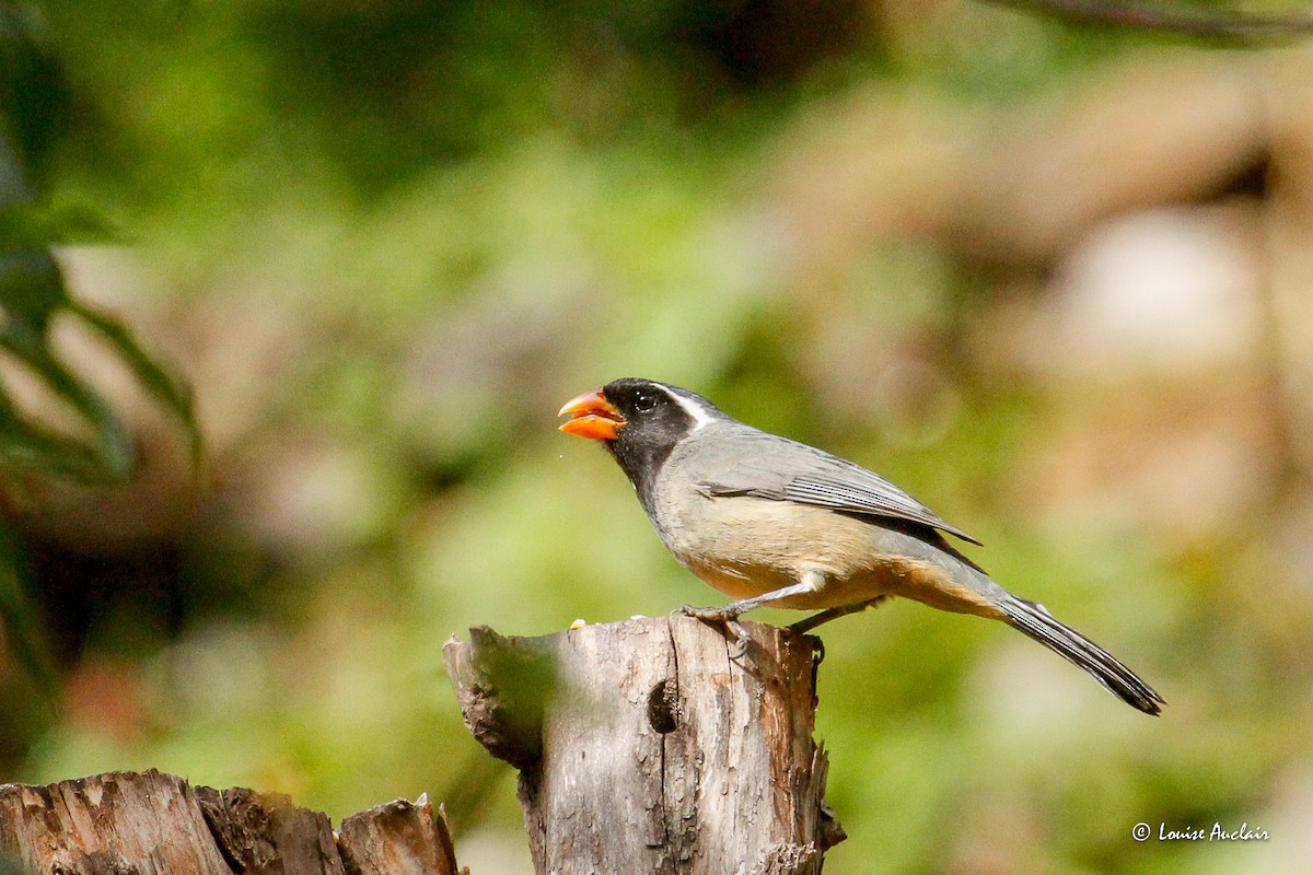 Golden-billed Saltator - ML645901560