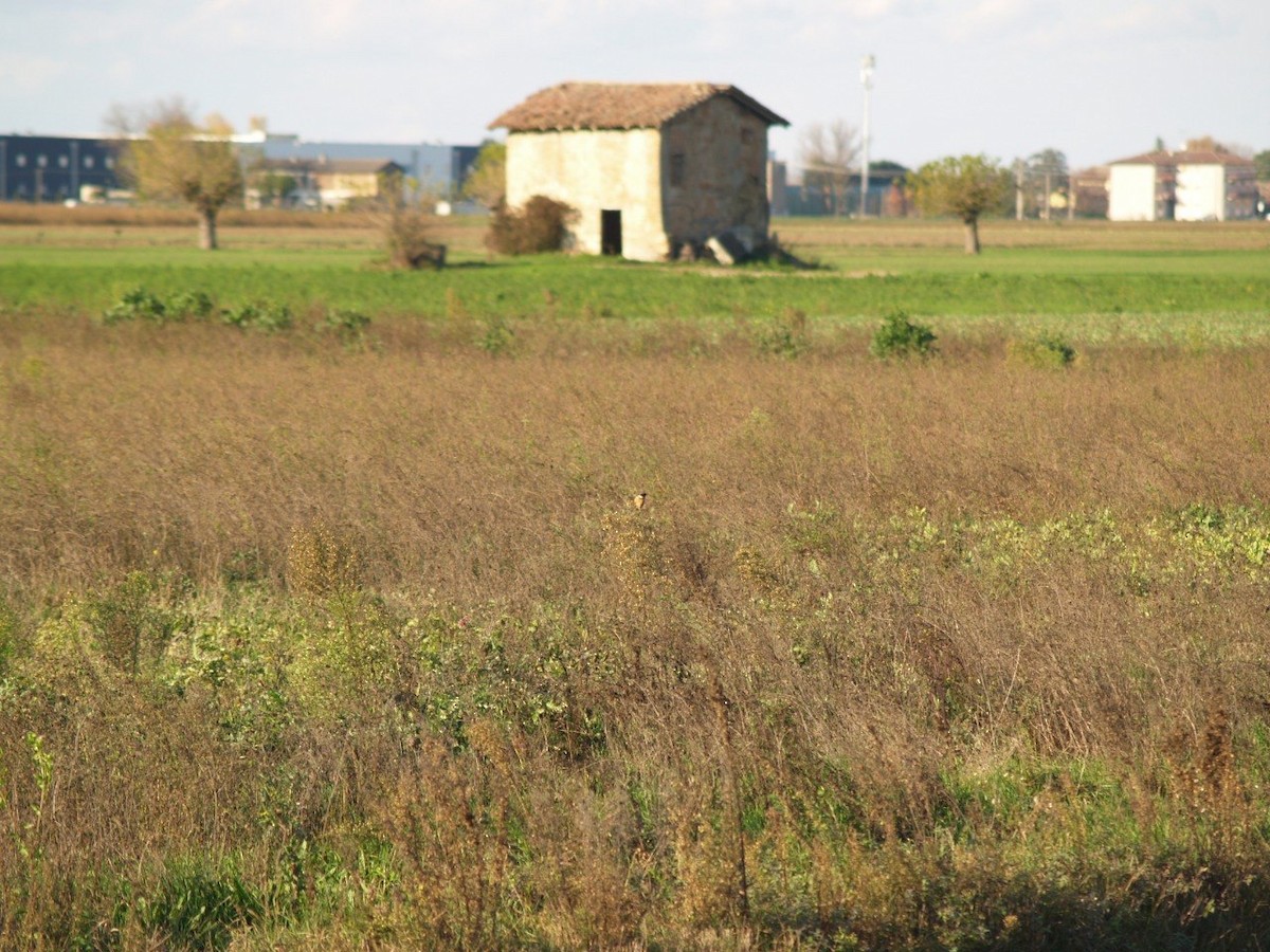 European Stonechat - ML645901561