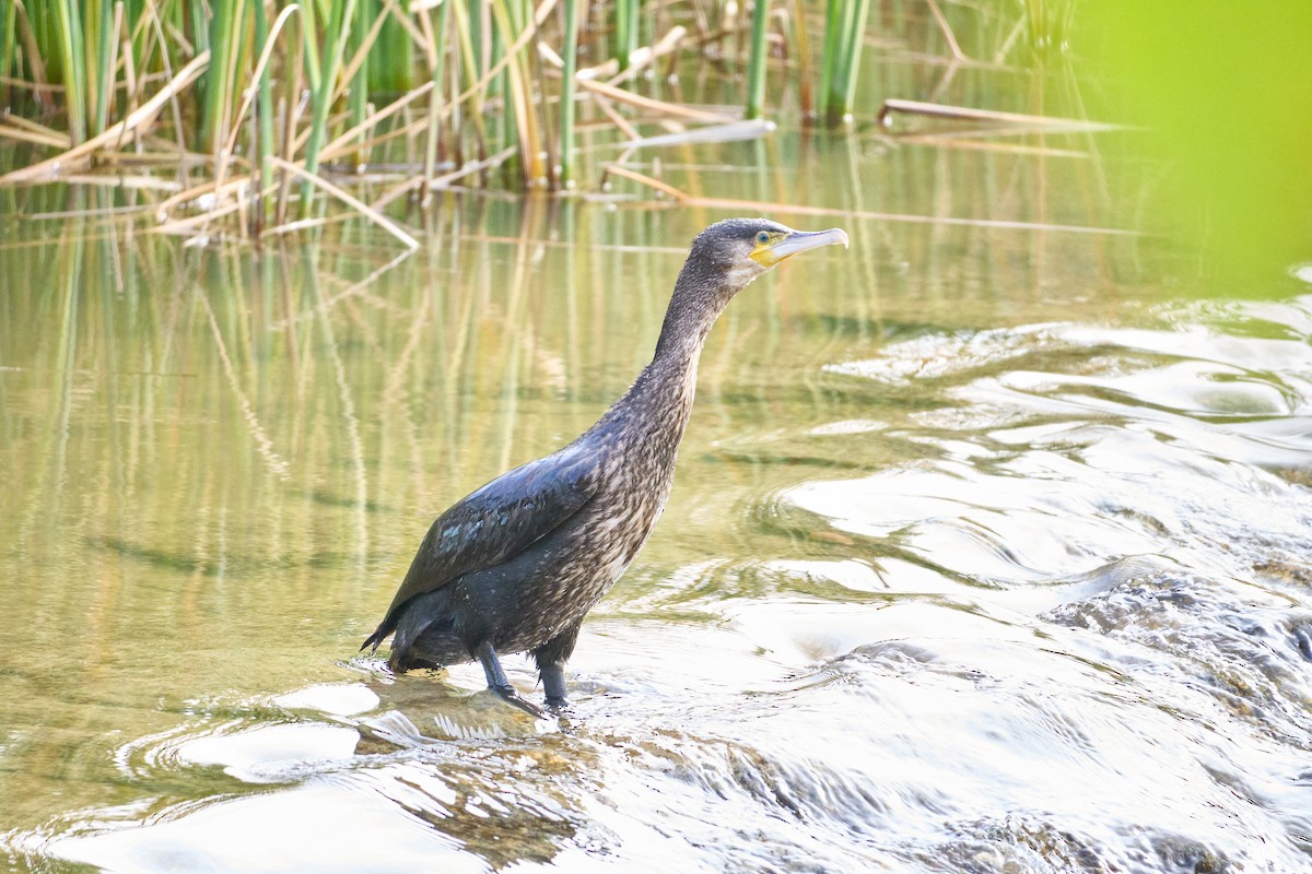 Great Cormorant - ML645901562