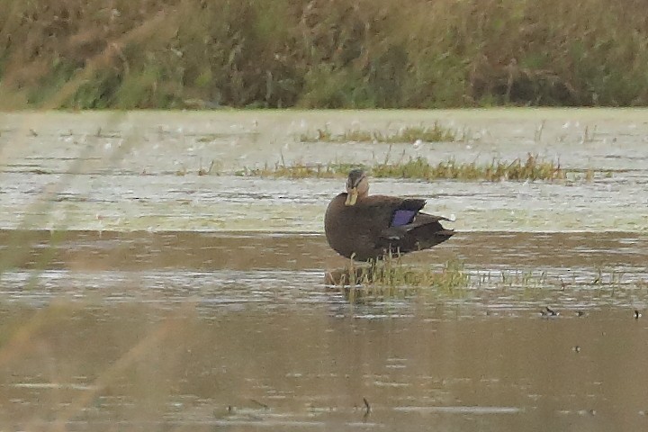 American Black Duck - ML645901563