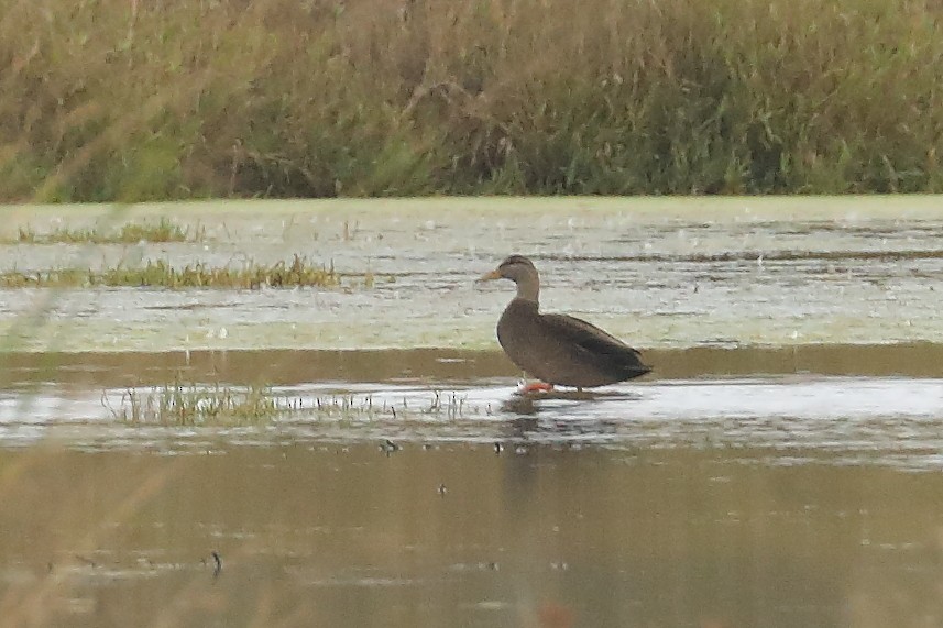 American Black Duck - ML645901569