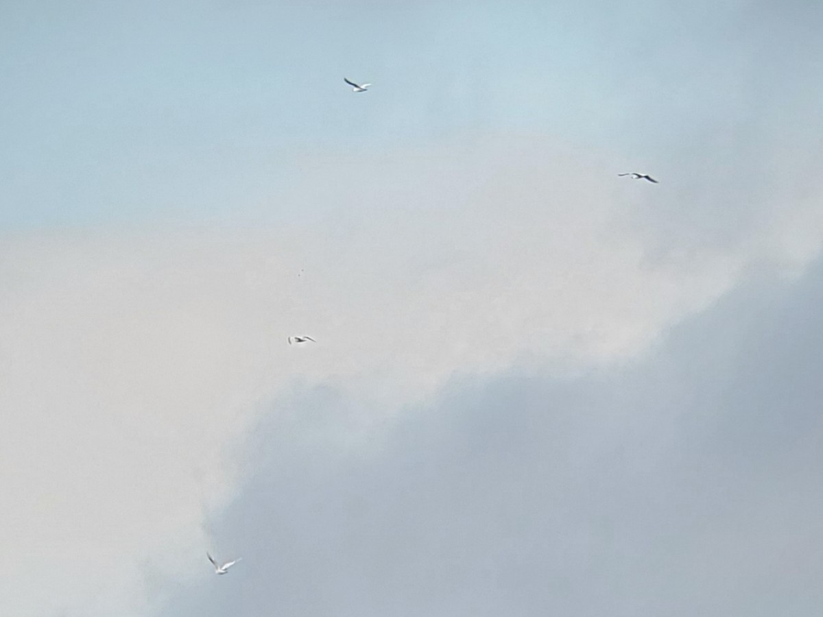 Iceland Gull - ML645901572