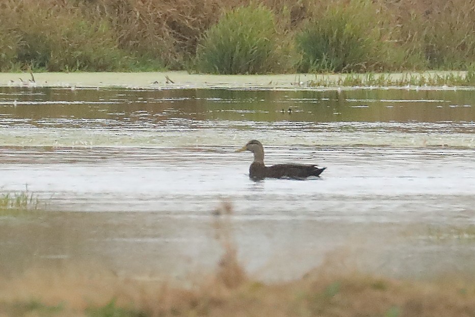 American Black Duck - ML645901573