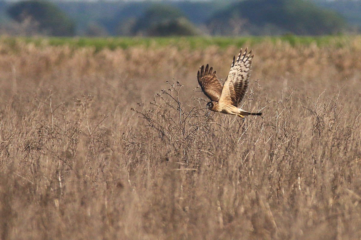 Hen Harrier - ML645901577