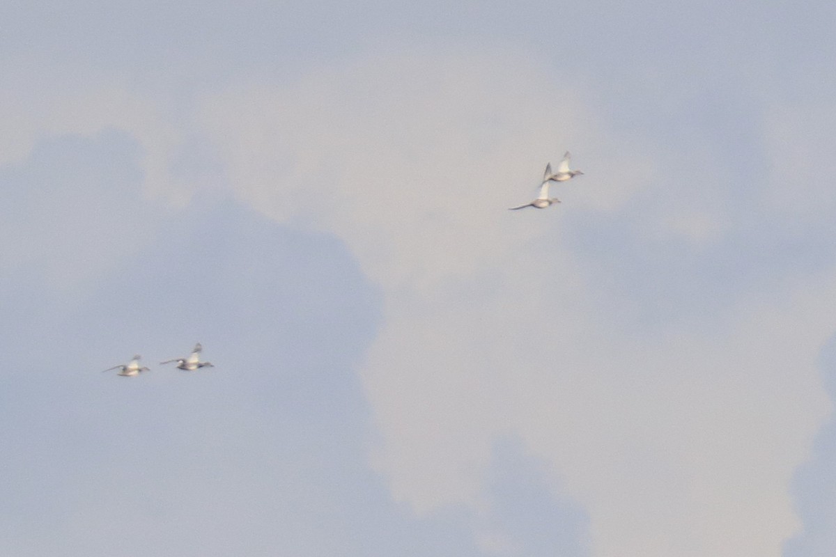 Серая утка - ML645901578