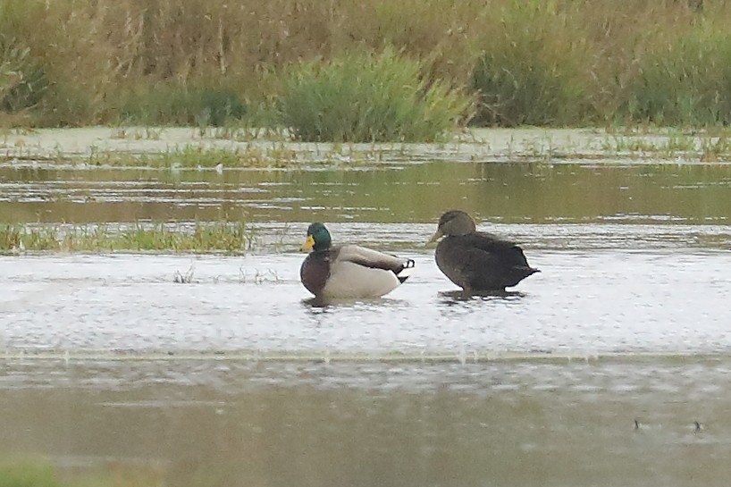 American Black Duck - ML645901584