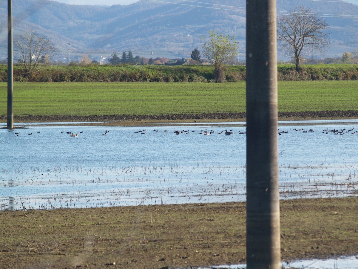 Graylag Goose - ML645901585