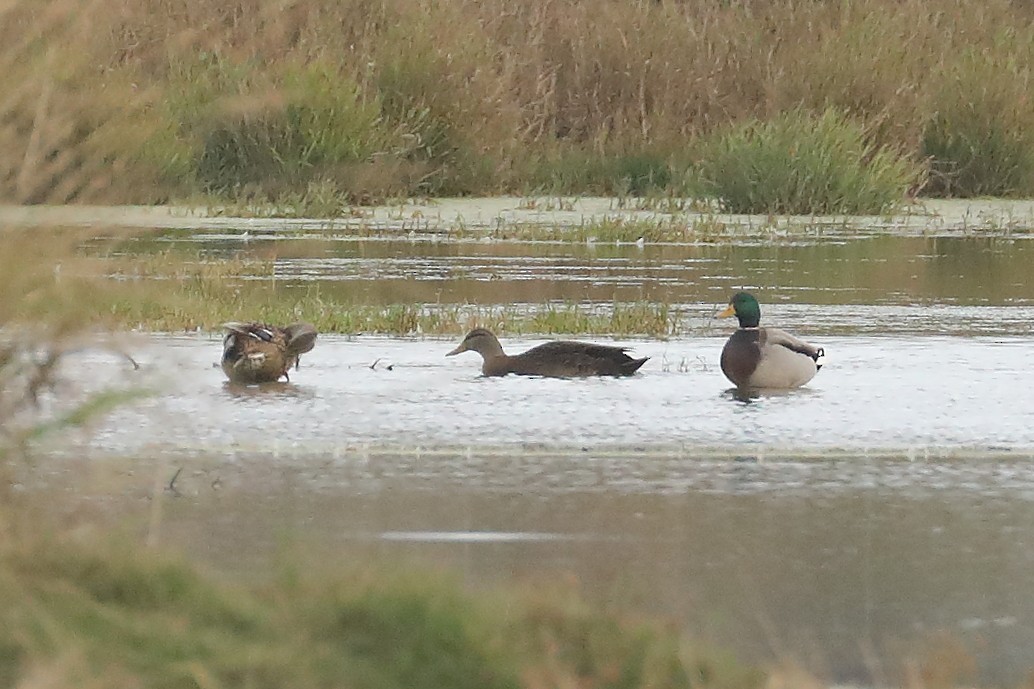 American Black Duck - ML645901587