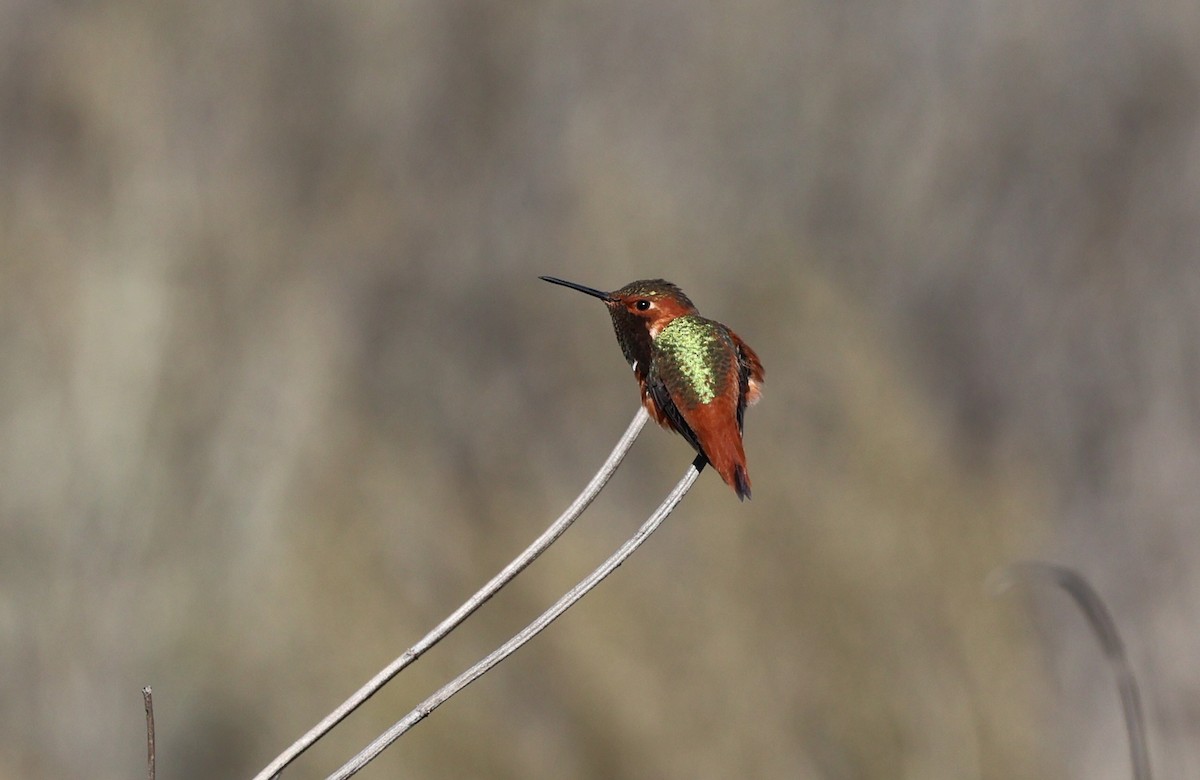 Allen's Hummingbird - ML645901588