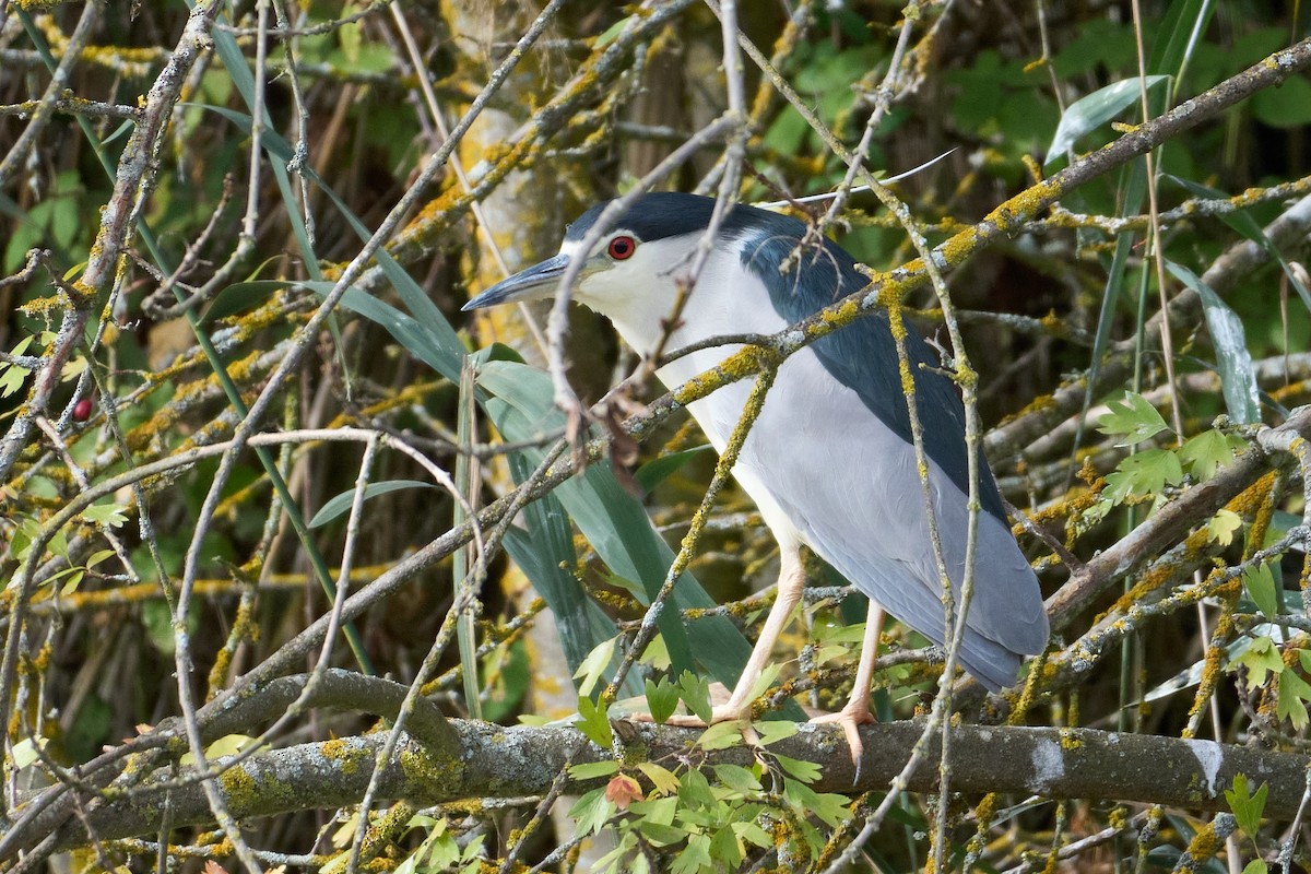 Black-crowned Night Heron - ML645901590