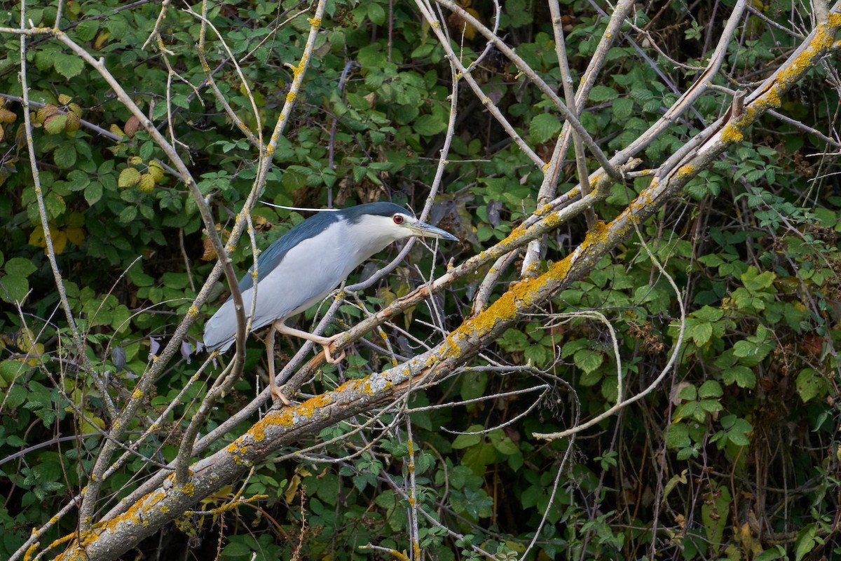Black-crowned Night Heron - ML645901591