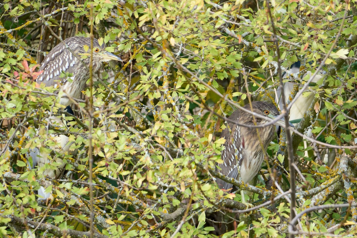 Black-crowned Night Heron - ML645901592