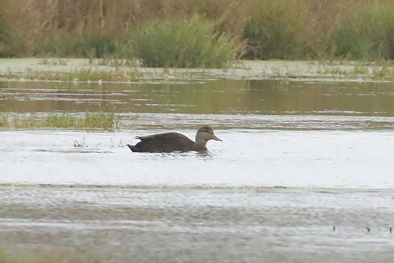 American Black Duck - ML645901593