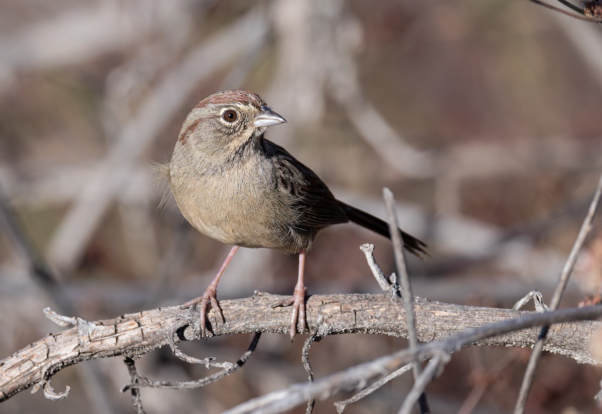 Rufous-crowned Sparrow - ML645901600