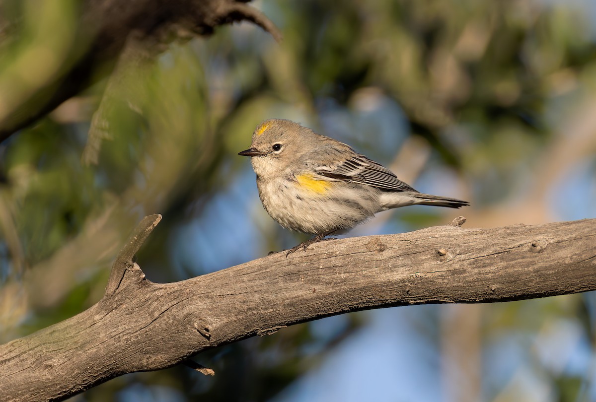 Yellow-rumped Warbler (Audubon's) - ML645901602