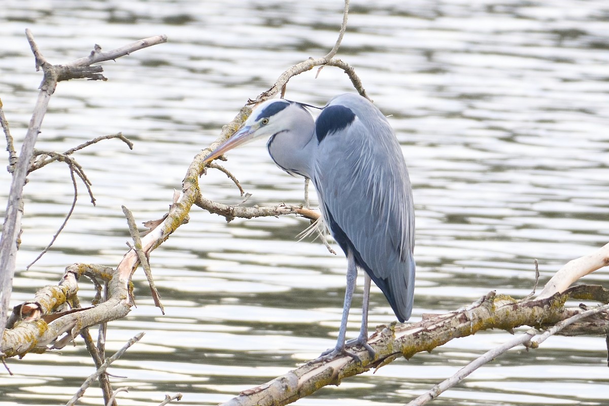 Gray Heron - ML645901603