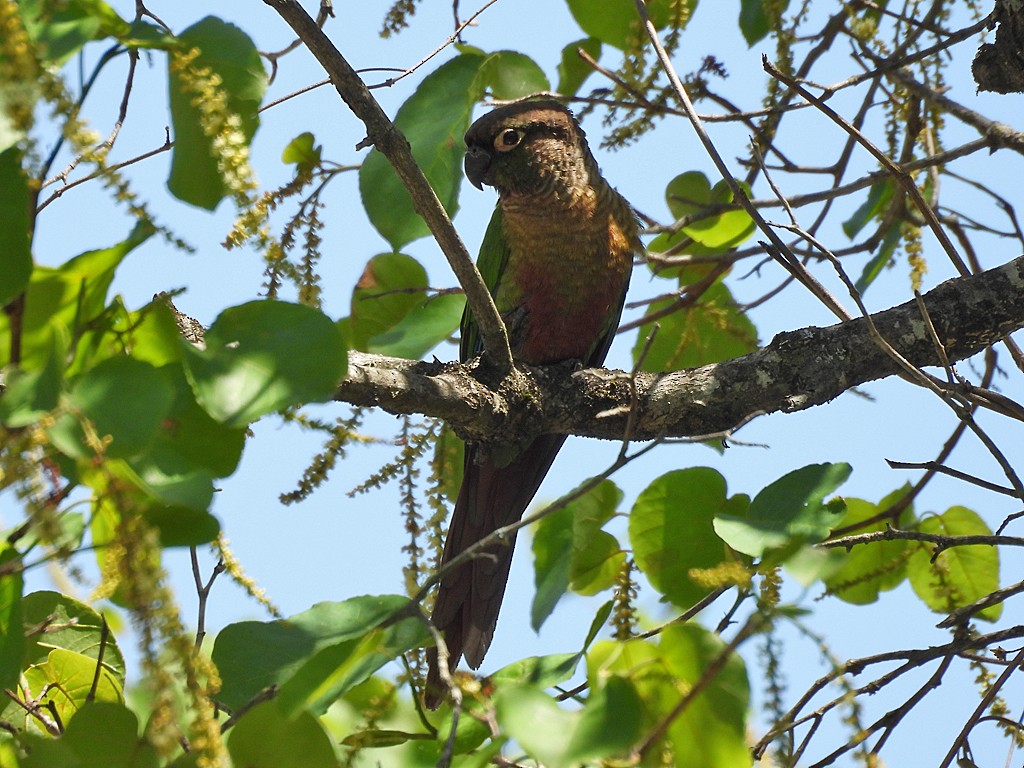 Green-cheeked Parakeet - ML645901604