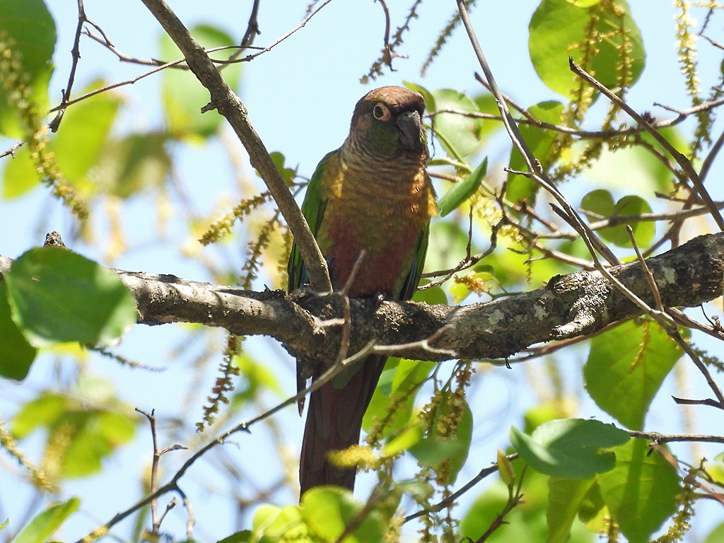 Green-cheeked Parakeet - ML645901605