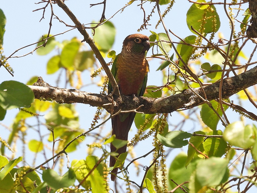 Green-cheeked Parakeet - ML645901606