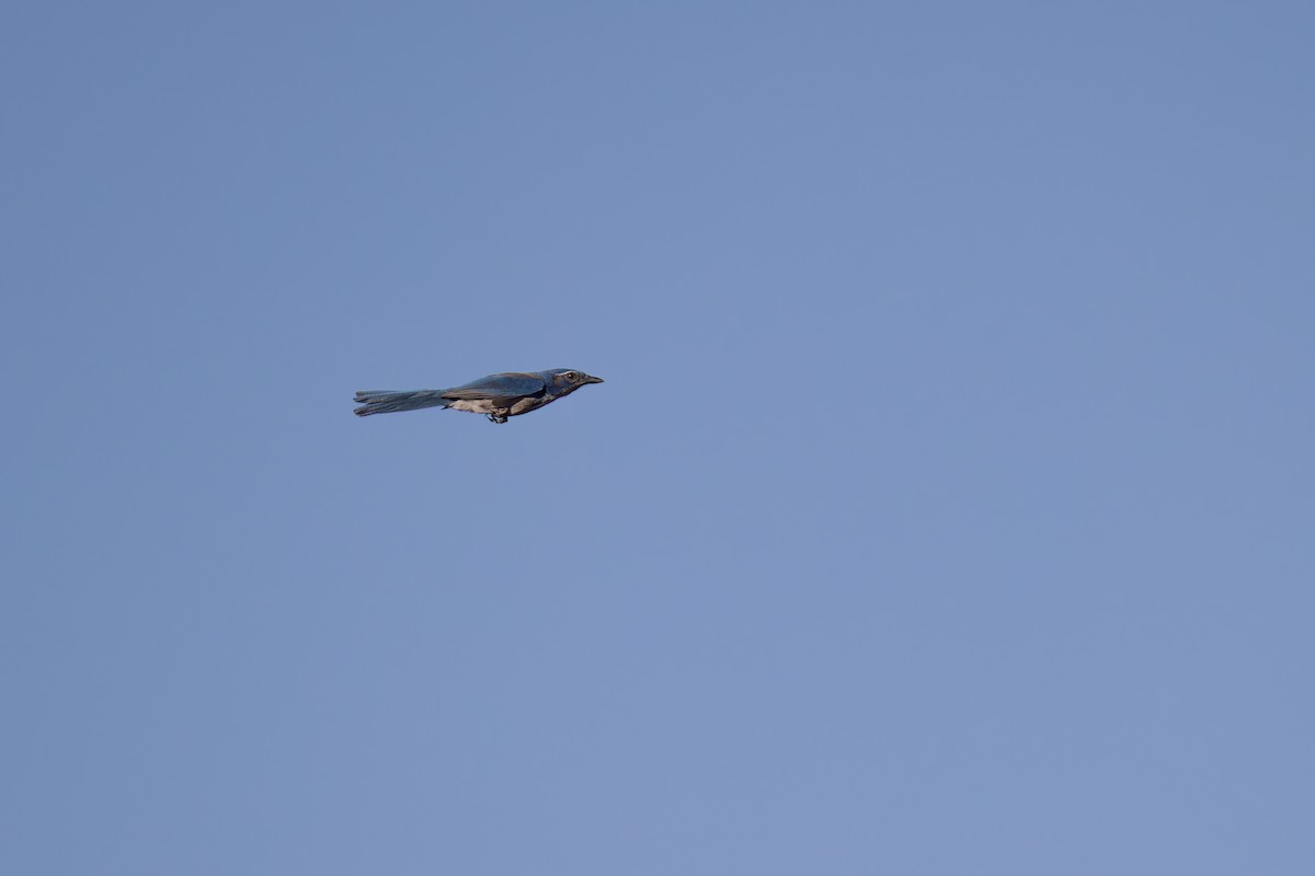 California Scrub-Jay - ML645901608