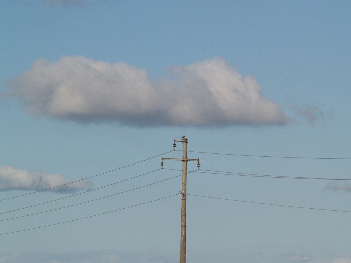Eurasian Kestrel - ML645901609