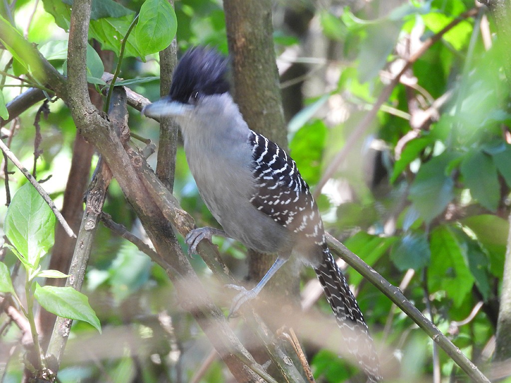 Giant Antshrike - ML645901621