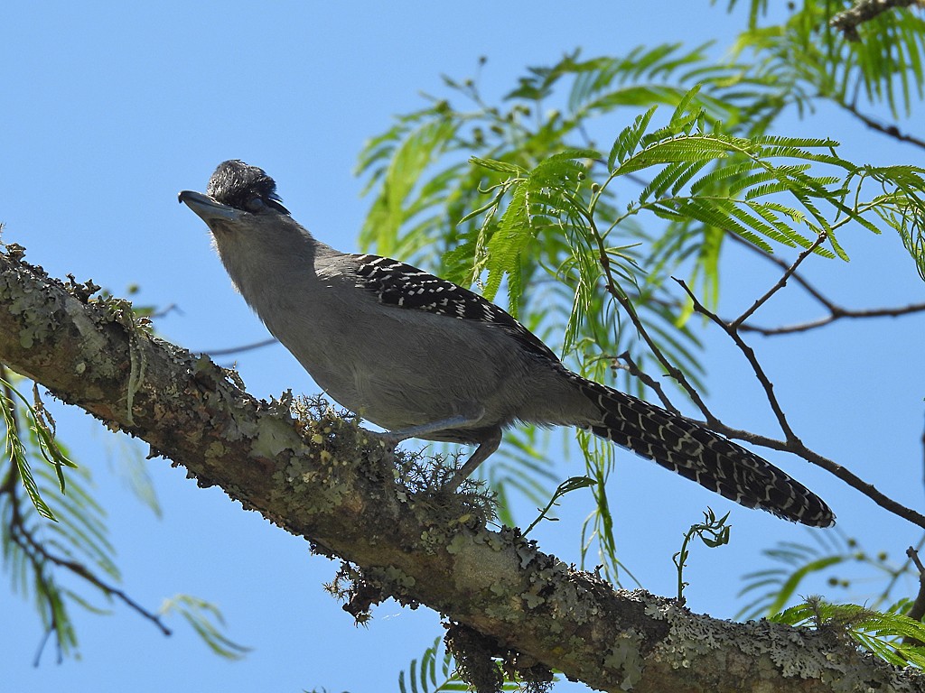 Giant Antshrike - ML645901622