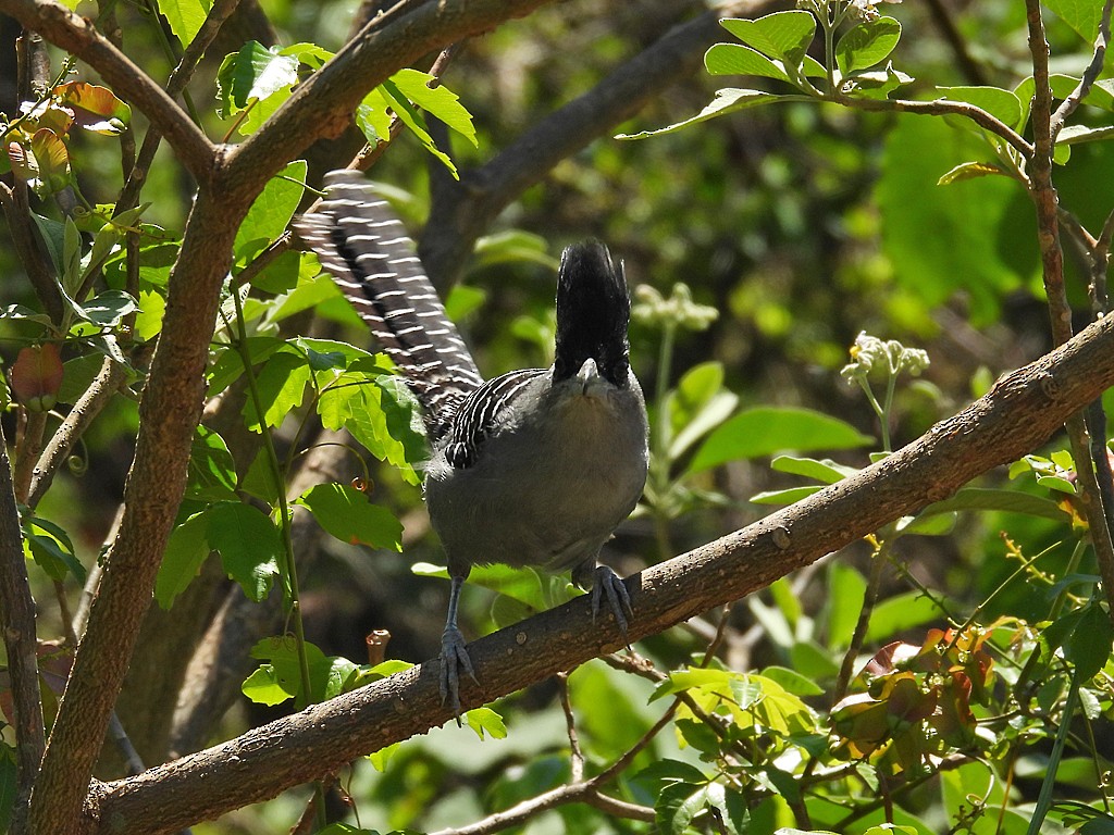 Giant Antshrike - ML645901623