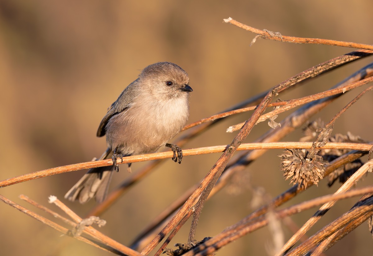 Bushtit (Pacific) - ML645901624