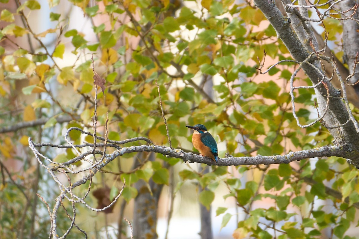 Common Kingfisher - ML645901627