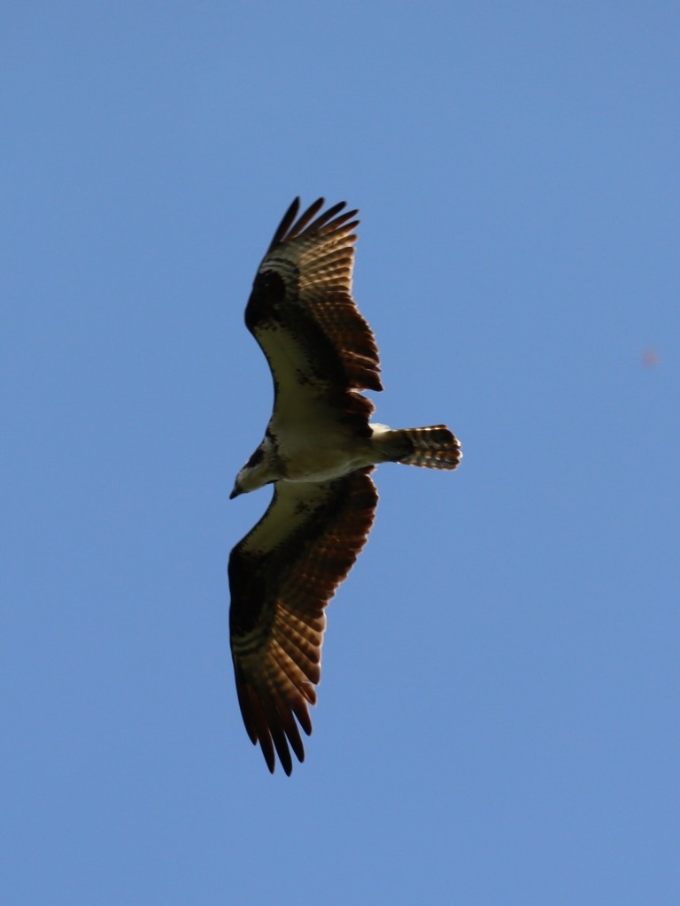 Osprey - ML645901628
