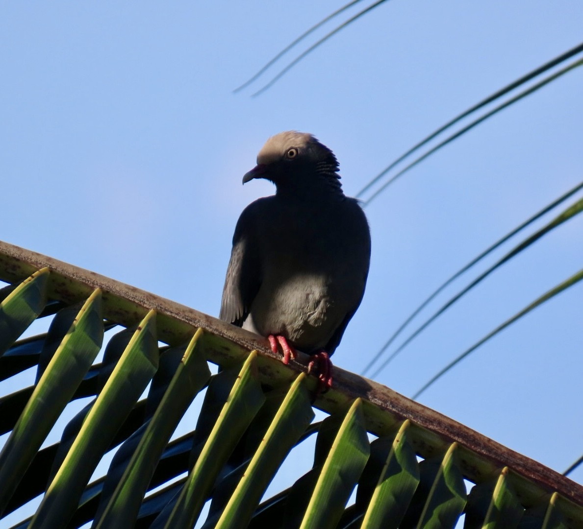 holub antilský - ML645901630