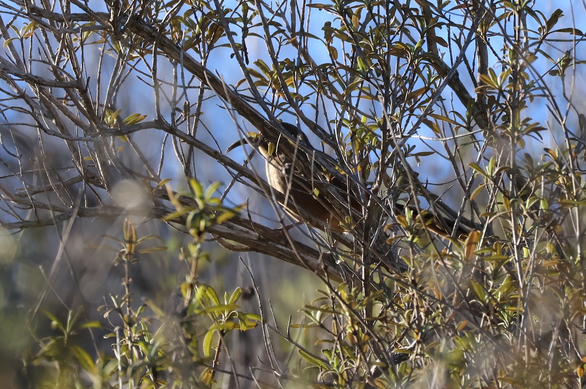 California Thrasher - ML645901631