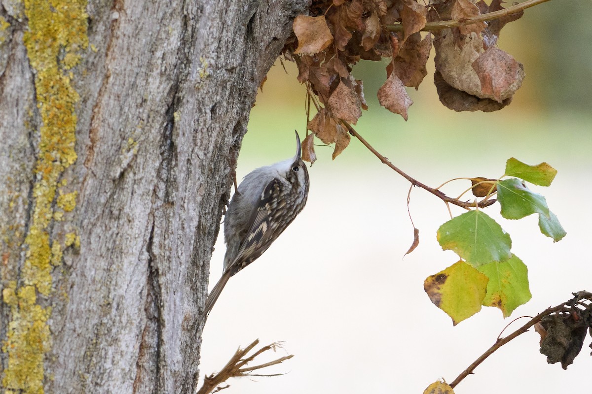 Short-toed Treecreeper - ML645901639