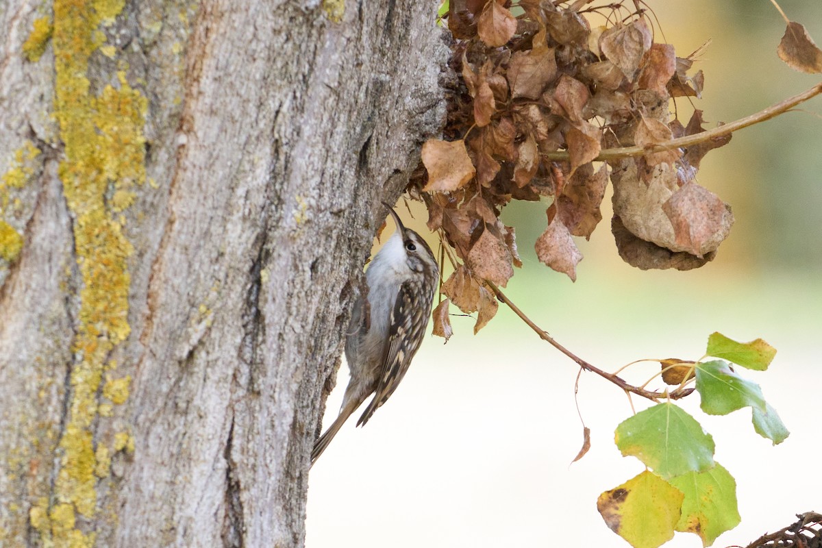 Short-toed Treecreeper - ML645901640