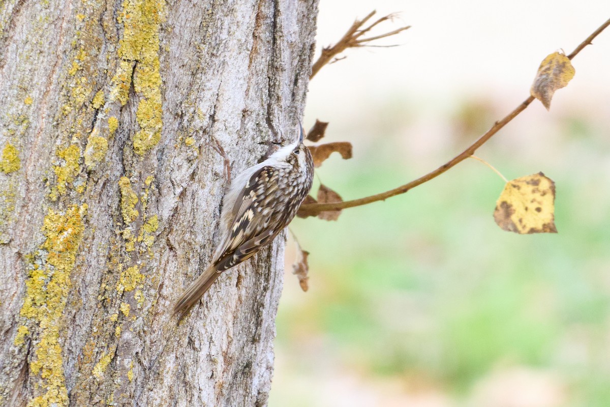 Short-toed Treecreeper - ML645901641