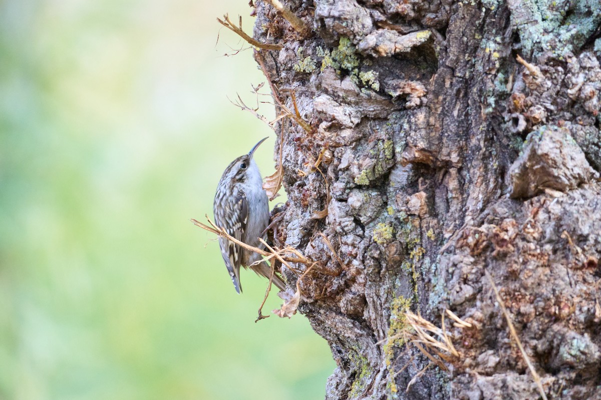 Short-toed Treecreeper - ML645901642