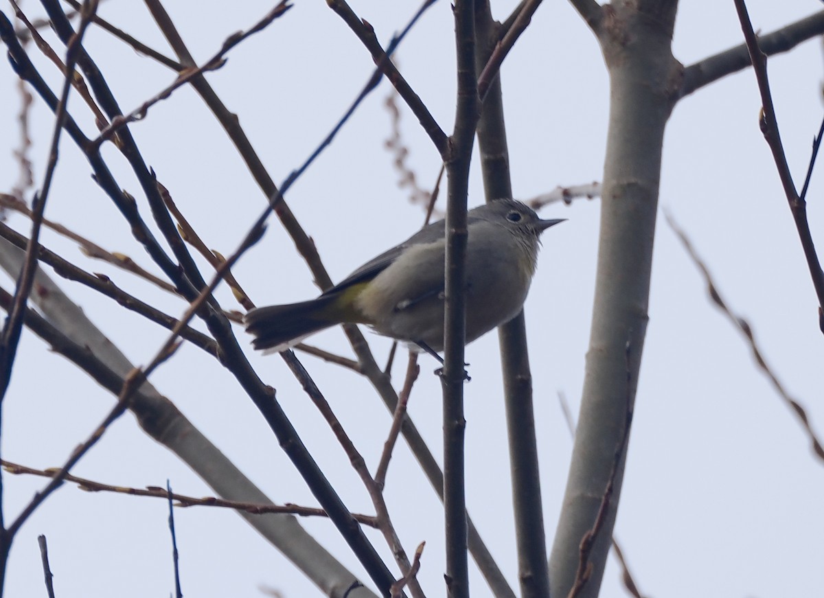 Virginia's Warbler - ML645901643