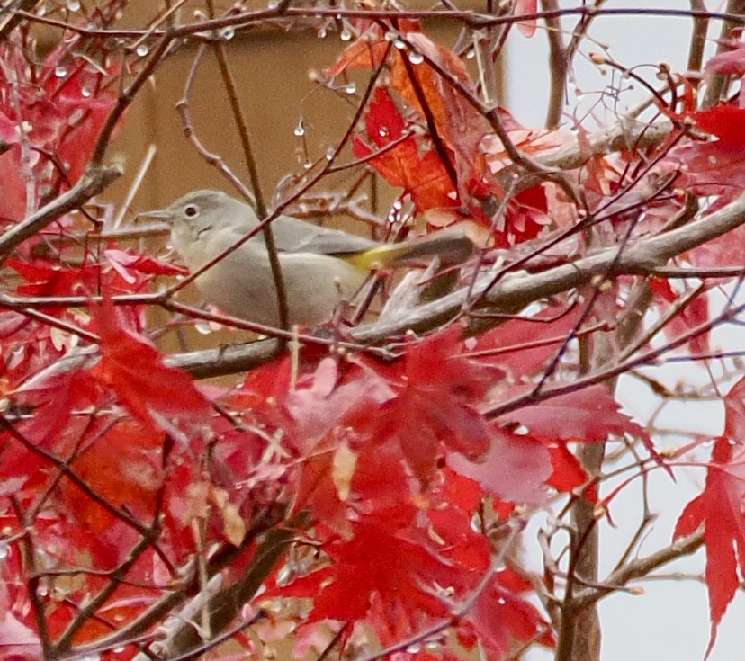 Virginia's Warbler - ML645901644