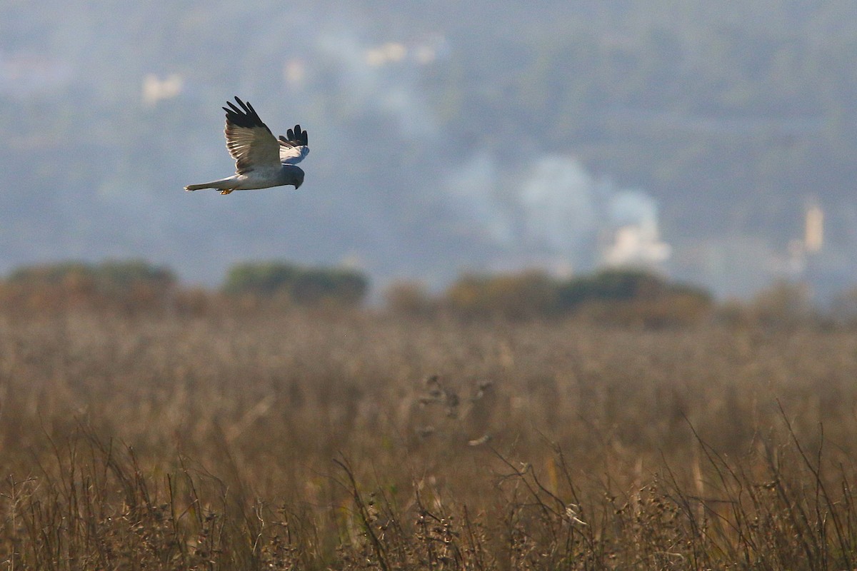 Hen Harrier - ML645901646