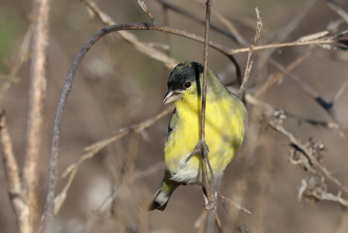 Lesser Goldfinch - ML645901650