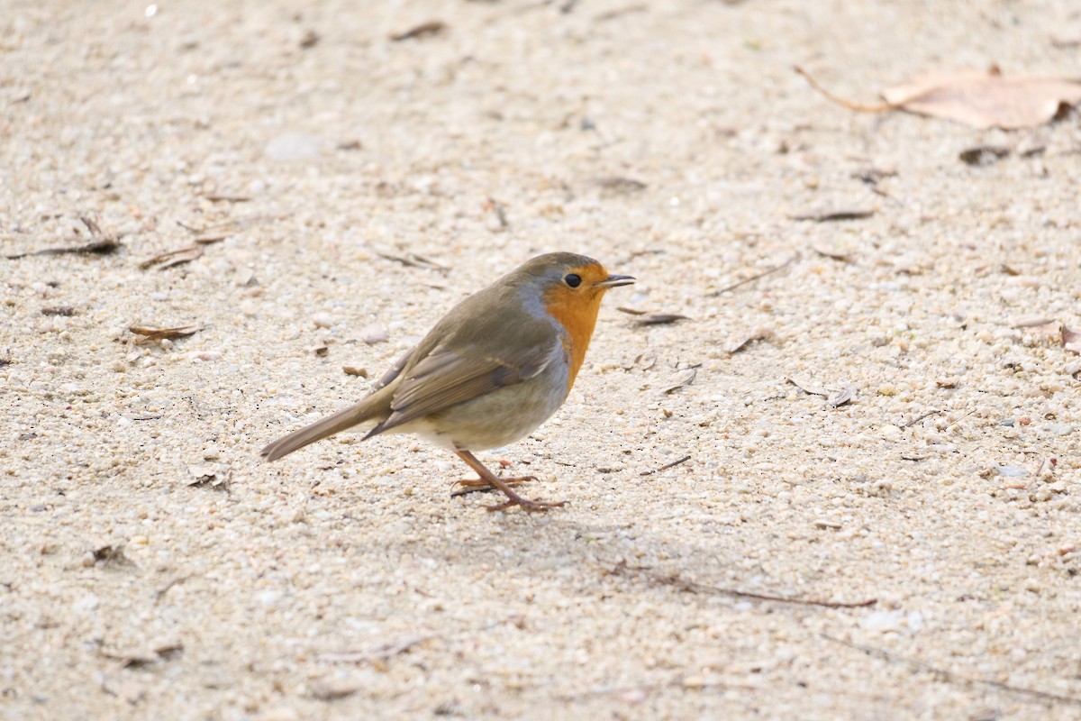 European Robin - ML645901651