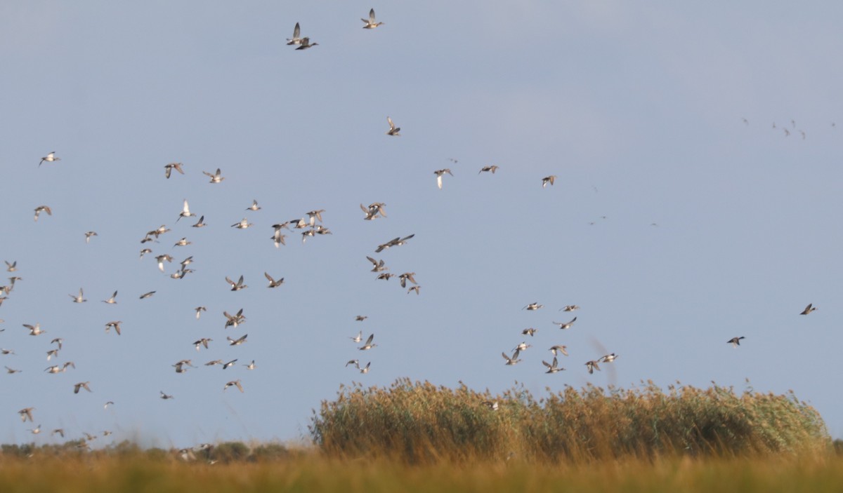 Серая утка - ML645901659