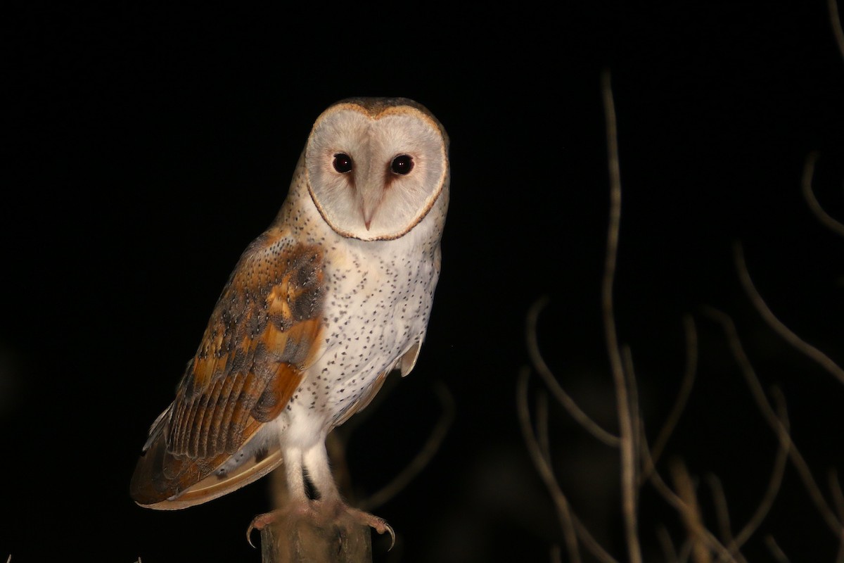 Western Barn Owl - ML645901664