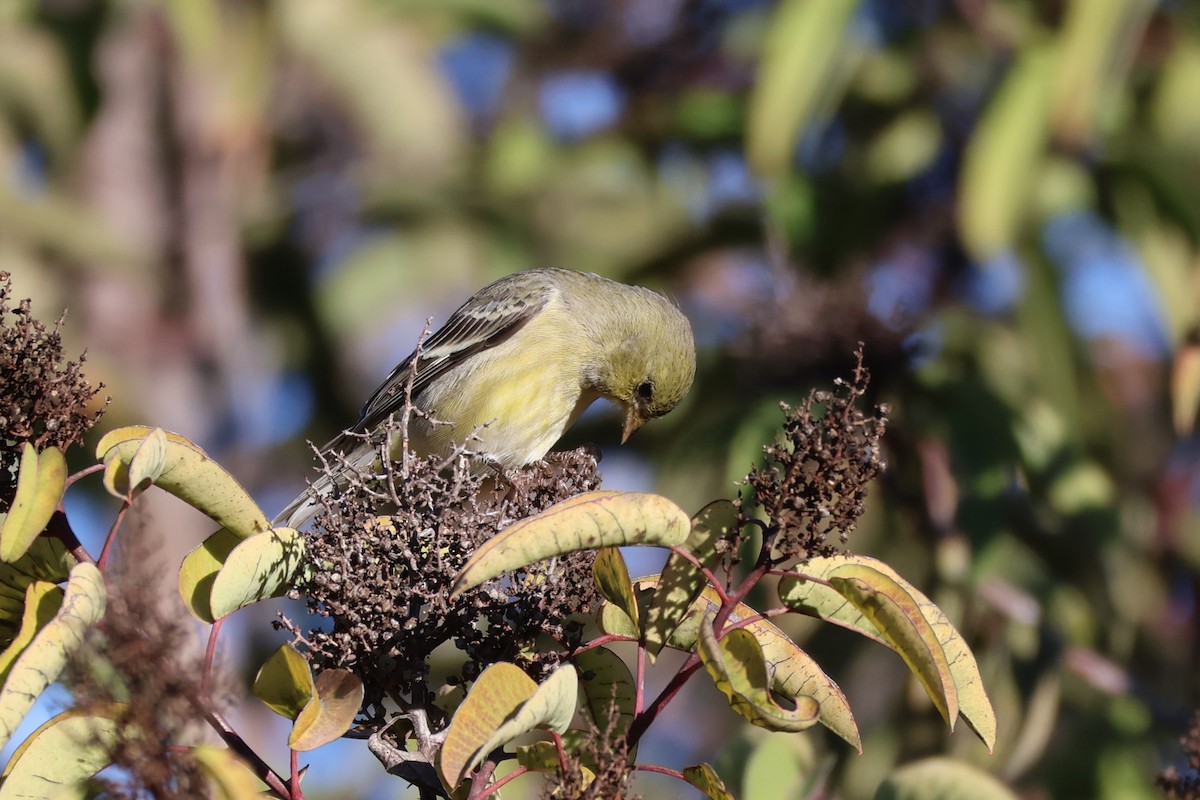 Lesser Goldfinch - ML645901668