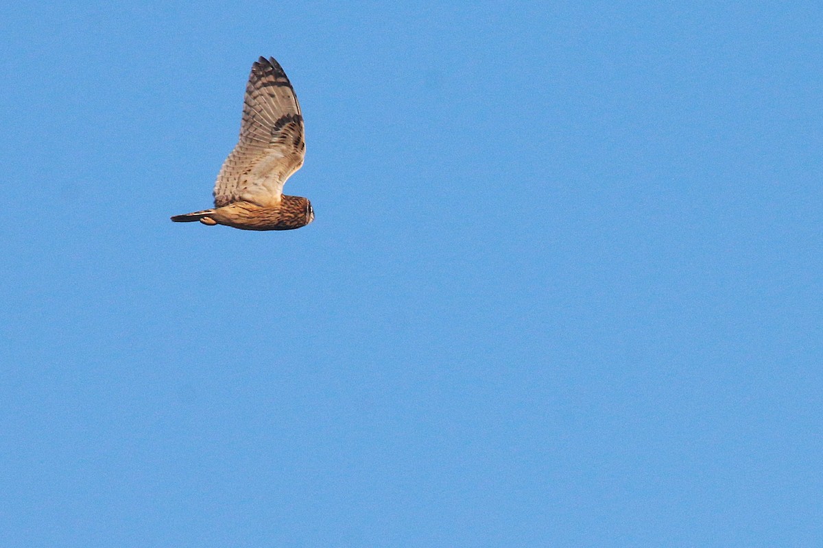 Short-eared Owl - ML645901672