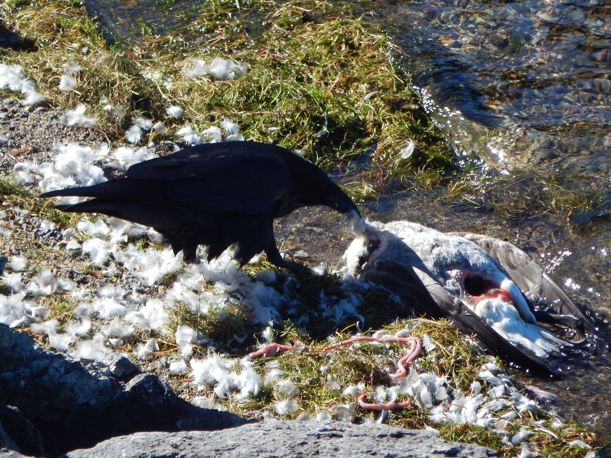 Common Raven - ML645901673