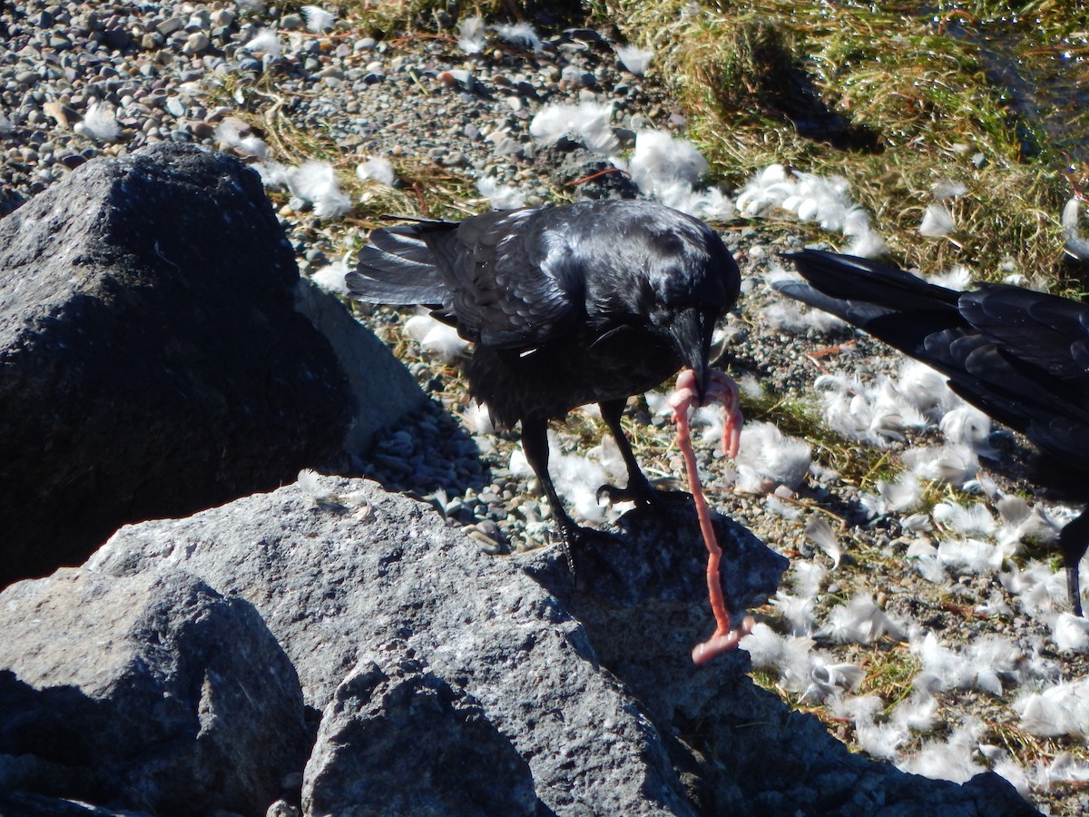 Common Raven - ML645901674