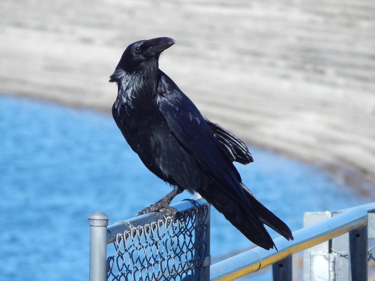 Common Raven - ML645901675