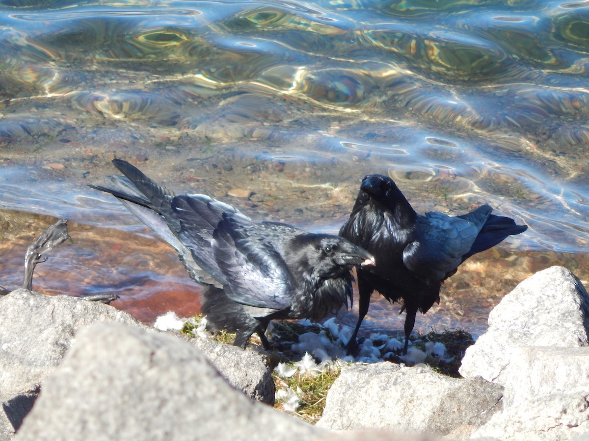 Common Raven - ML645901677